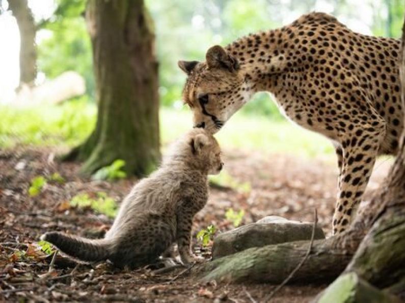 Emergency €1.1m fund to support Dublin Zoo and Fota Wildlife Park