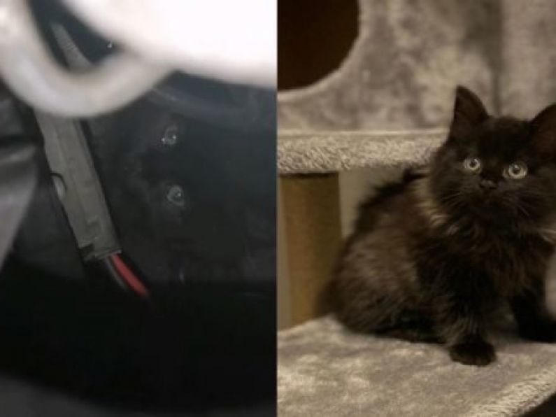 Kitten rescued from inside a car engine