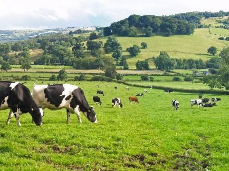 Investigations underway as over 30 calves stolen from a farm in Co. Kilkenny