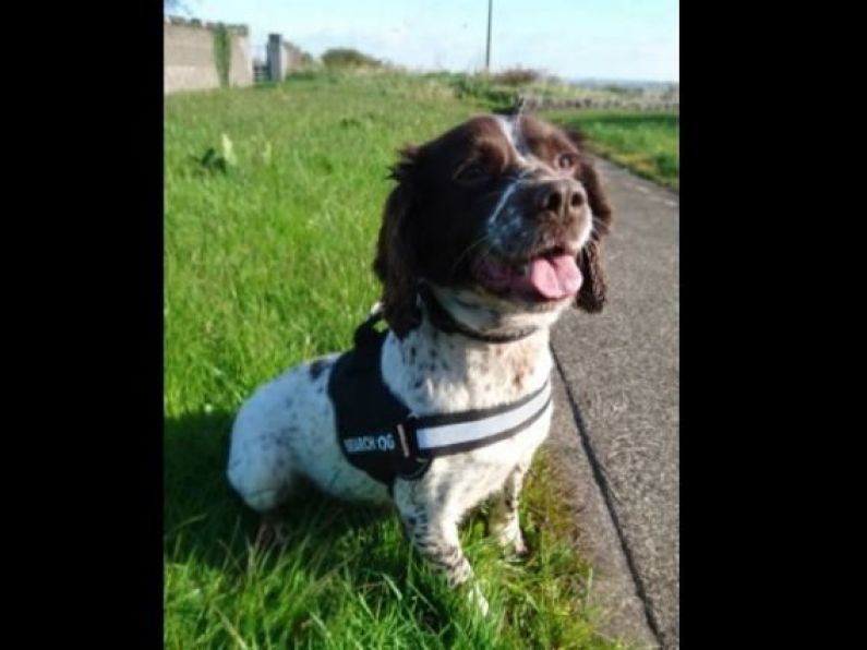 Detector dog Kelly helps Revenue sniff out 5.5m cigarettes