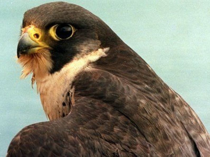Bird flu positive peregrine falcon discovered near Limerick