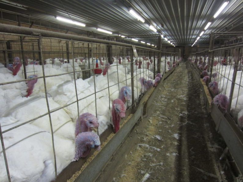 Flock of Irish turkeys culled to prevent spread of new bird flu strain
