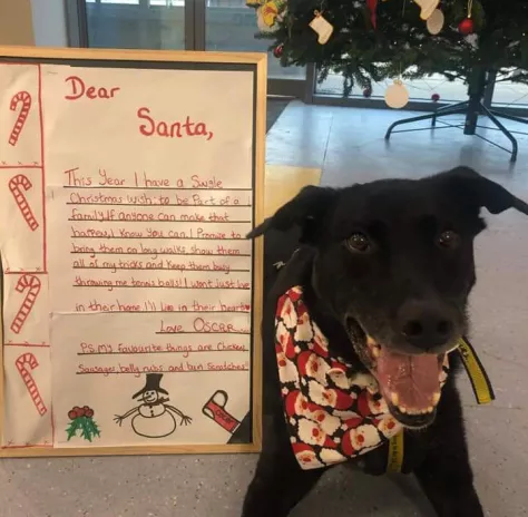 Labrador has Christmas wish granted after waiting eight years for adoption