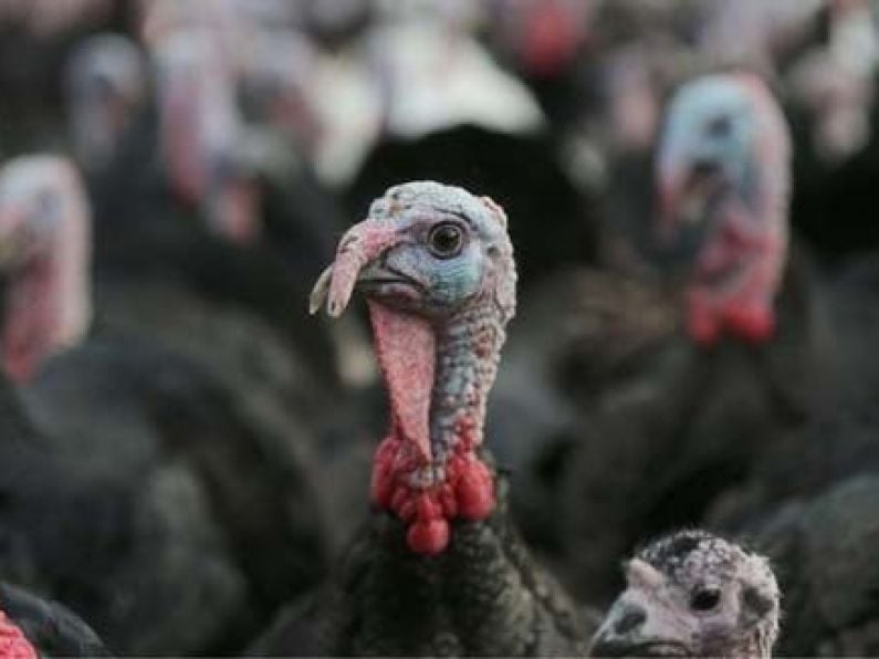 'Red Alert' as avian flu in Ireland sparks Christmas turkey availability fears