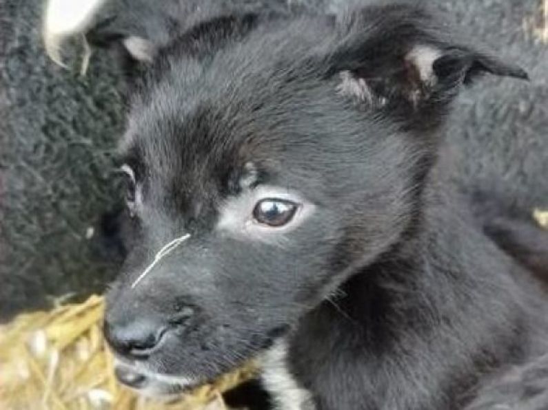 Gardaí find abandoned puppies with cropped ears during routine operation