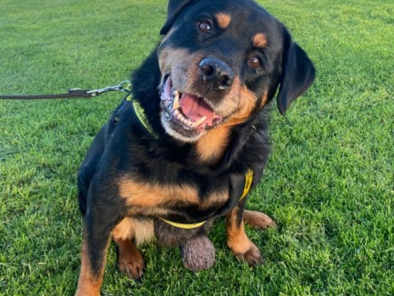 Dog with untreated tumours abandoned at dog sanctuary