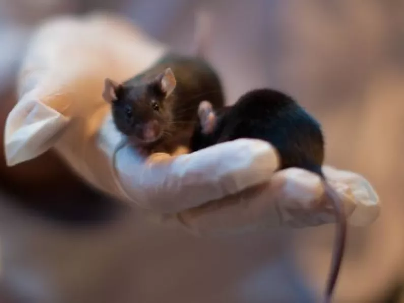 Mice with two fathers created in scientific breakthrough