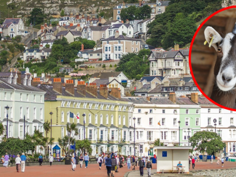 Horny 'rogue' goats take over seaside town