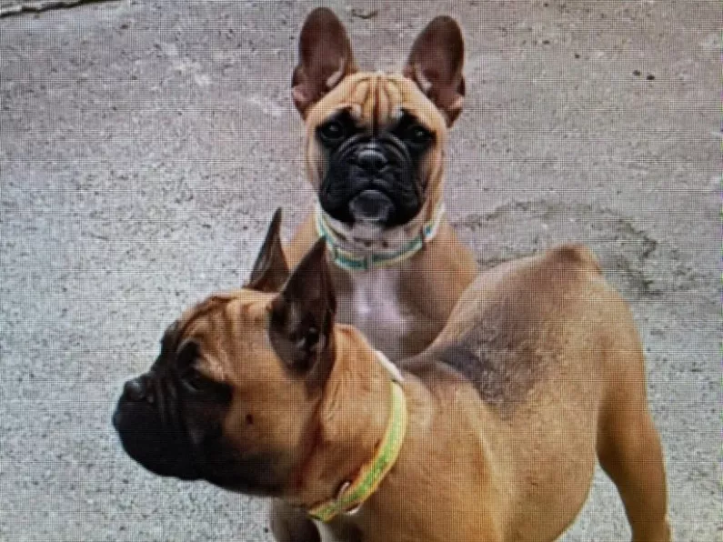 Kilkenny Gardai appeal for information after theft of two French Bulldogs
