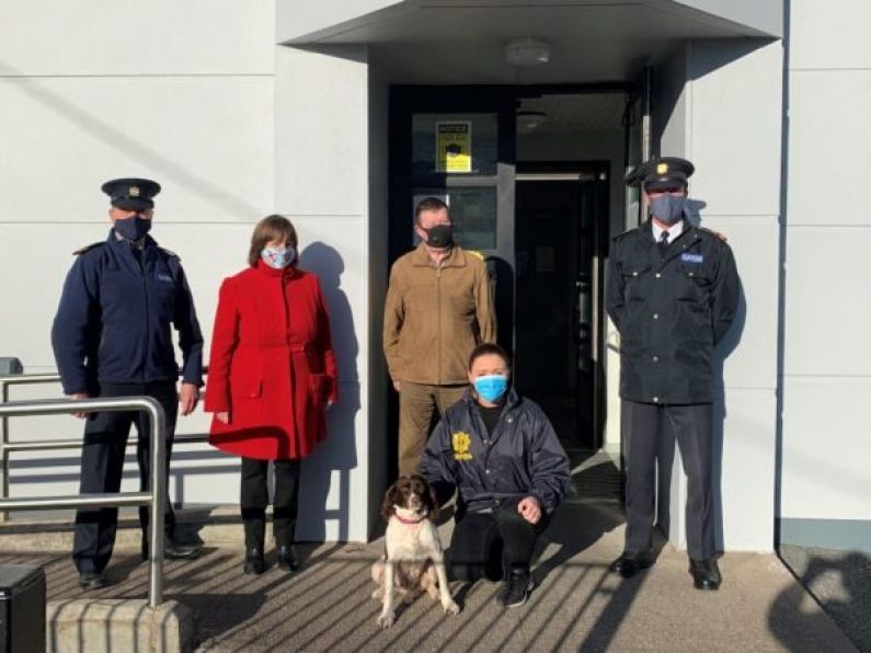 Stolen dog tracked down in UK reunited with family in Ireland