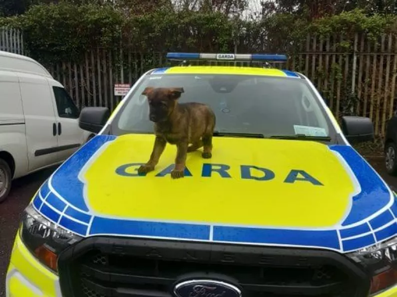 Garda Dog Unit in Southern Region has a new recruit