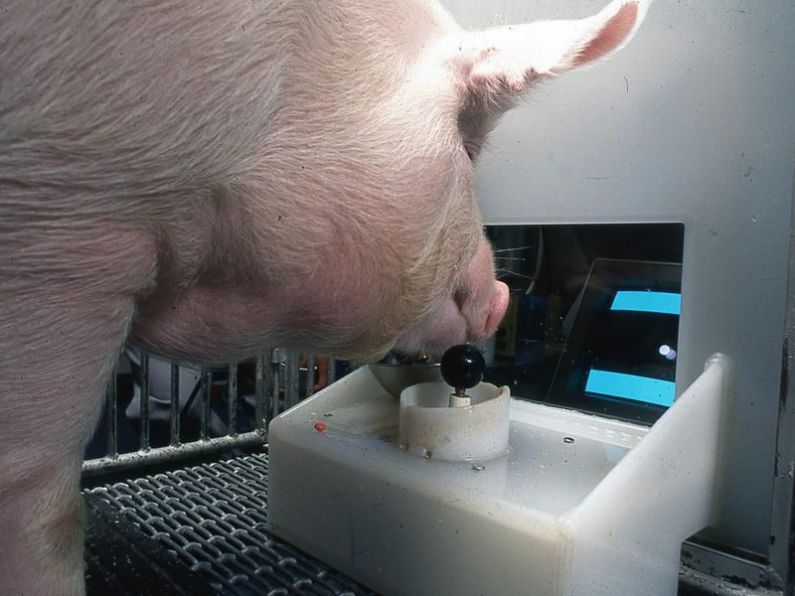 Pigs can play video games, study finds