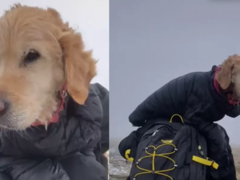 Couple rescue dog stranded in Wicklow Mountains for two weeks
