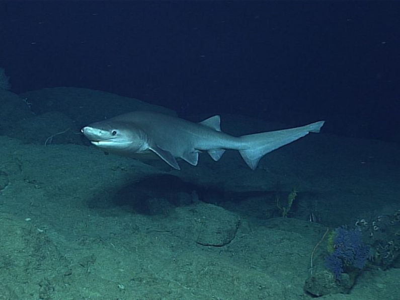 Rare species of shark filmed off Irish coast