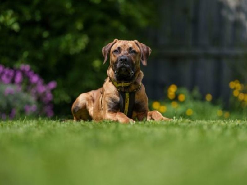 Dogs Trust seeks home for young dog with life-limiting condition