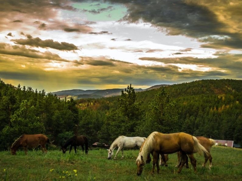 Around 4,000 horses slaughtered in British and Irish abattoirs since 2019