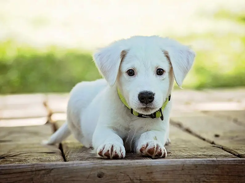 New initiative could see pups being welcomed to the workplace