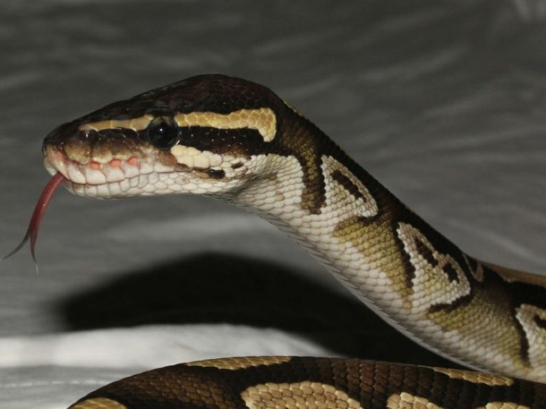 Snake on the loose captured in Kilkenny