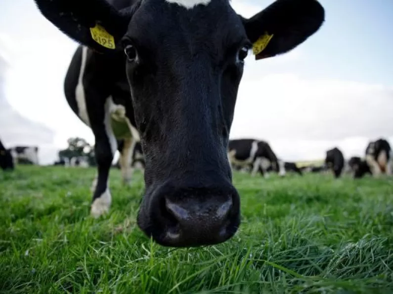 Medicine for calves among items robbed from Kilkenny Farm