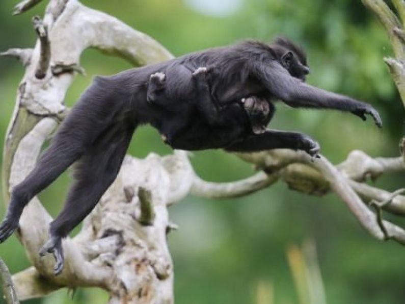 Monkeys remind Micheál Martin of politicians during Dublin Zoo visit
