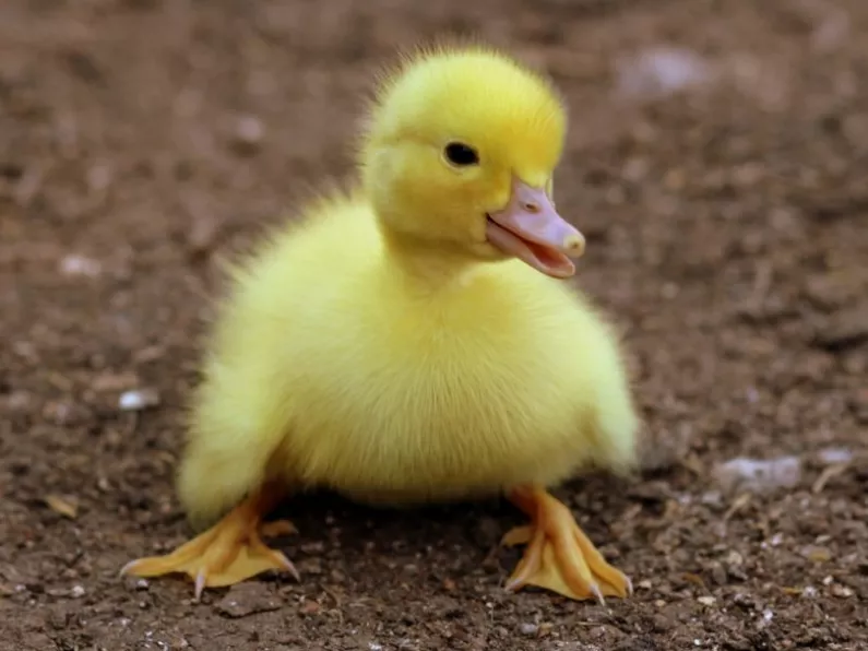Public urged not to buy ducklings amid social media trend