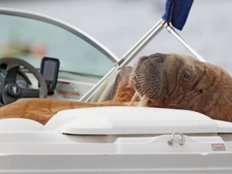 Minister urges public to ‘cop on’ and leave Wally the Walrus in peace