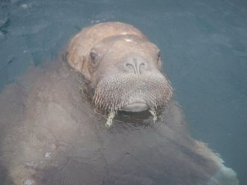 Wally the walrus to get 'floating couch' to avoid him sinking boats