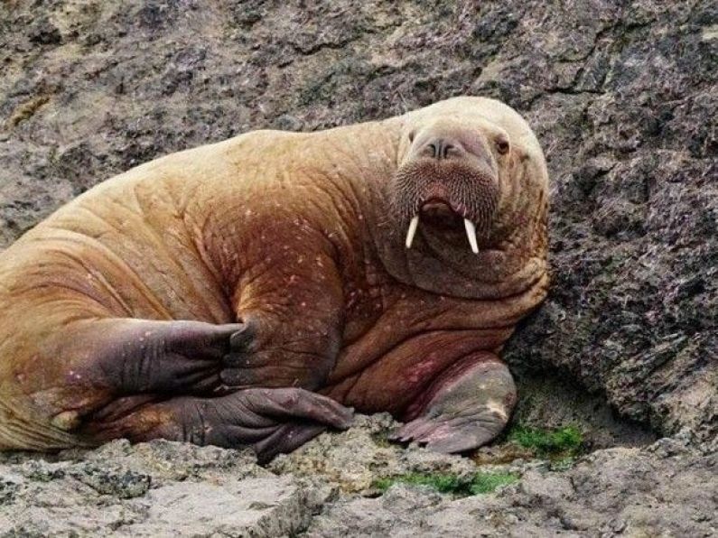 Wally the Walrus returns to Ireland and visits Waterford