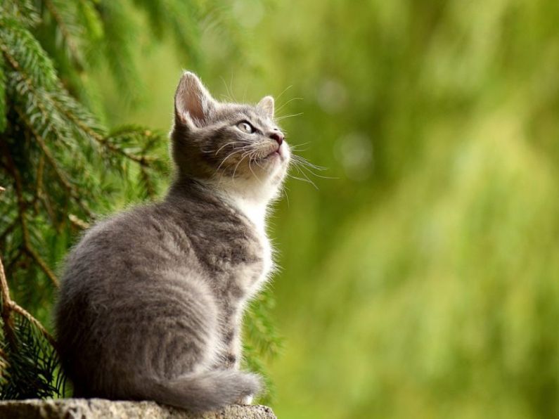 Top tips for protecting your cat this International Cat Day