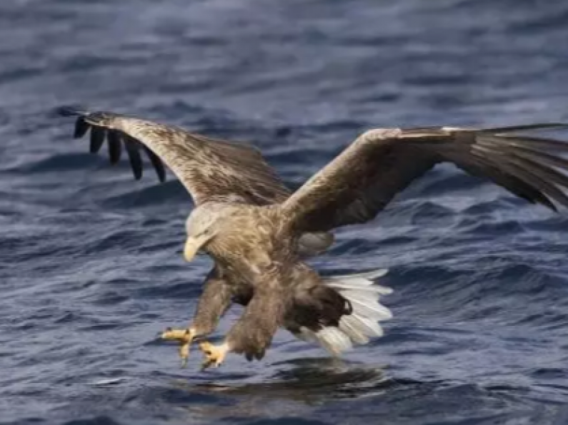 White-tailed Eagles chicks released into the wild in Co. Waterford
