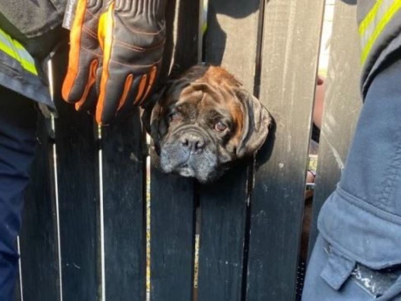 Waterford fire service rescue a boxer dog who got stuck in a fence