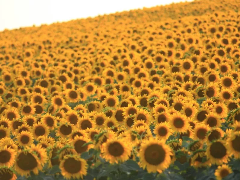 80,000 sunflowers bloom for suicide prevention in Kilkenny