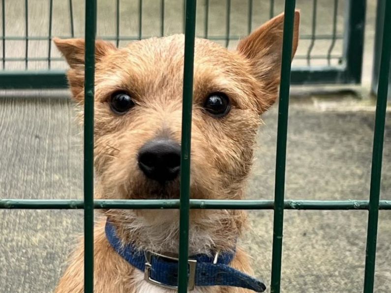 Owner abandons dog at Kilkenny grooming parlour