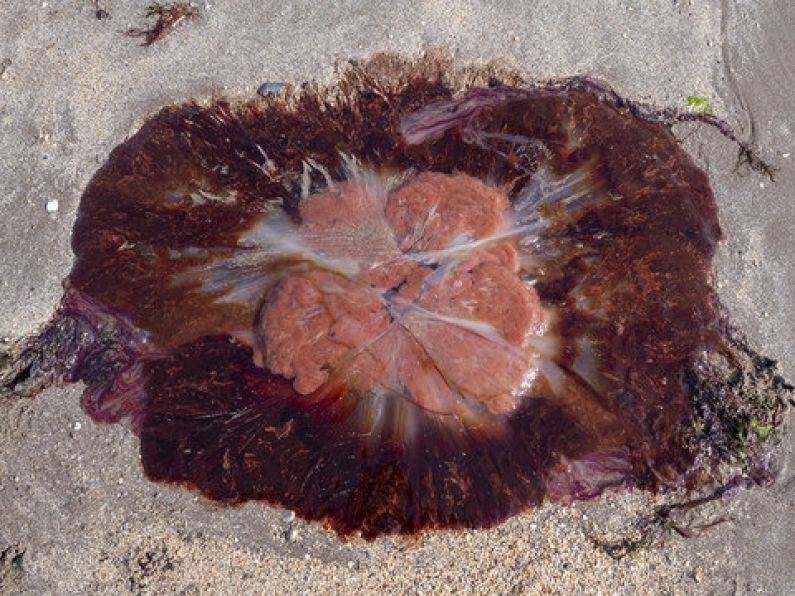 Warning issued as conditions 'now ideal' for jellyfish known to cause cramps & nausea