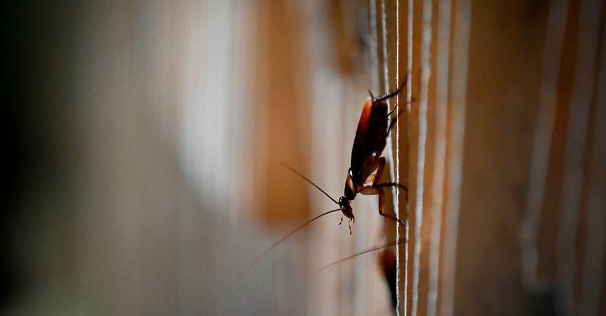 Live cockroaches and overflowing sewage found in Dublin food businesses - Vimarsana News