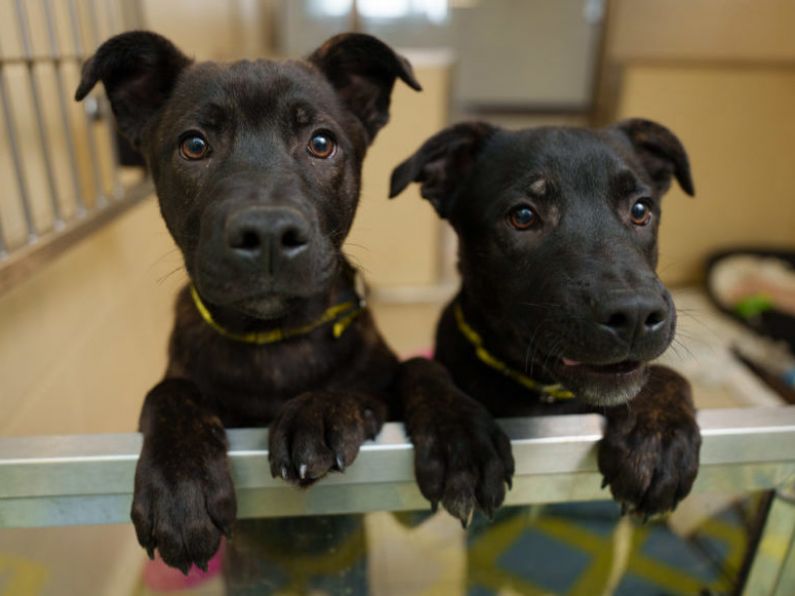 Dogs Trust records 82% increase in people wanting to give up their dogs