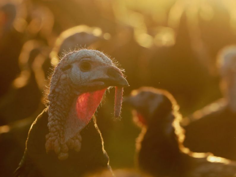 Avian bird flu cases discovered in Monaghan turkey flock