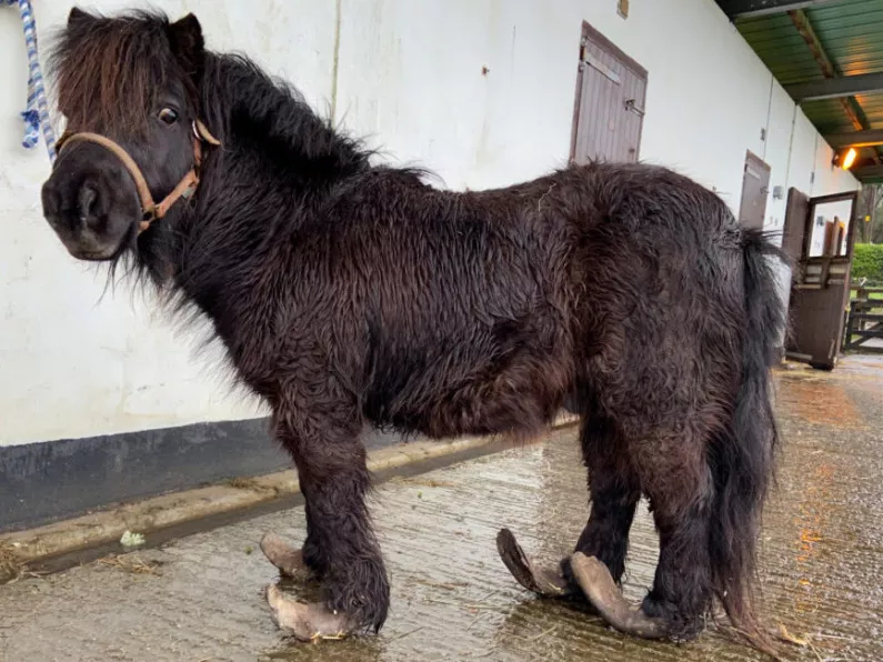 Pony with severely overgrown hooves rescued by ISPCA in Tipp