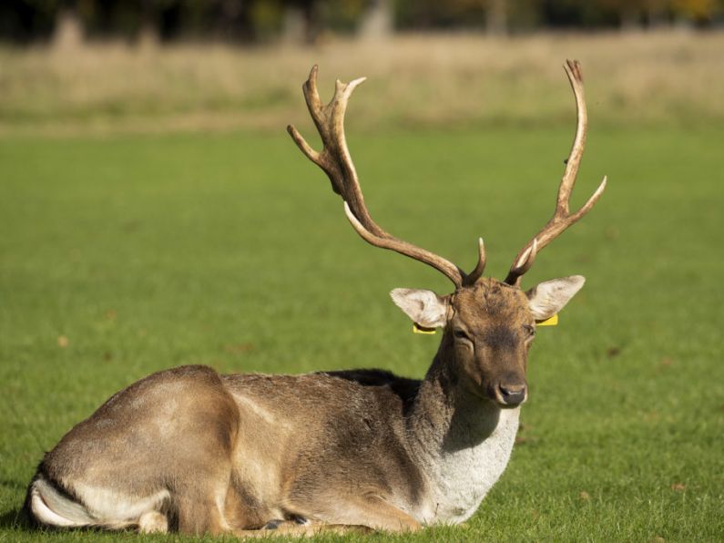 Councillors call for deer cull in Waterford