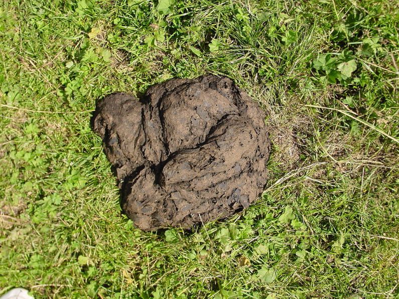 Irish farmer to contest charge of 'cow dung' assault on Minister