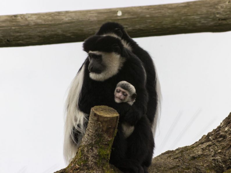 New baby black and white colobus monkey for Fota Wildlife