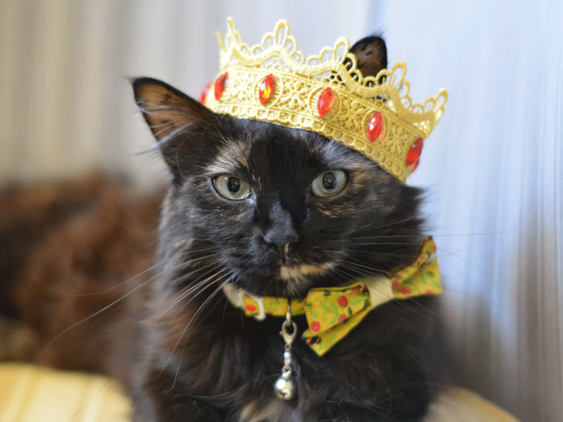 Organisers of Irish 'cat championship' seeking entries for Ireland's finest feline