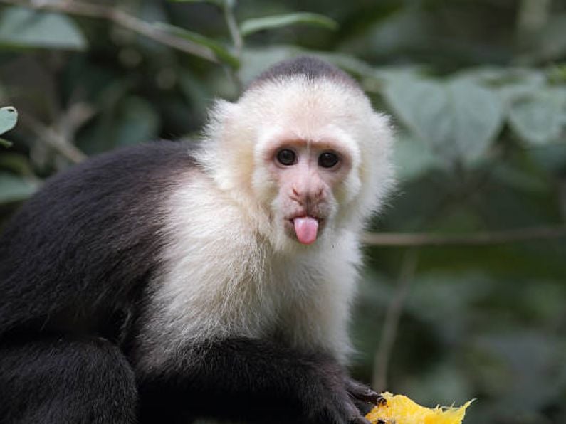 Wild Monkey on the loose in Wicklow - Public warned not to approach the escaped Capuchin
