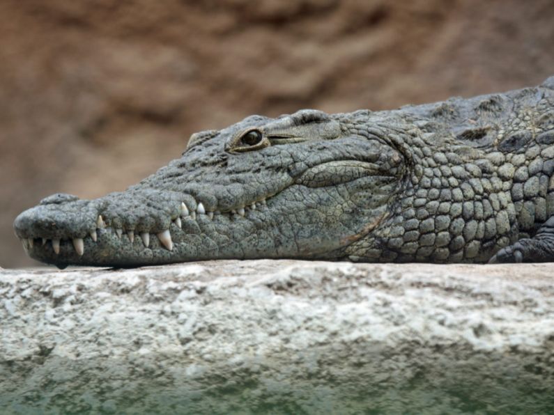 Crocodile at the centre of 'virgin birth', as she is found to make herself pregnant