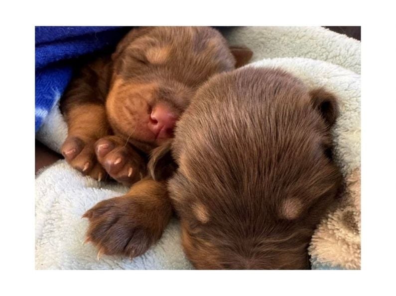 Just two pups survive after litter of ten dumped in Carlow