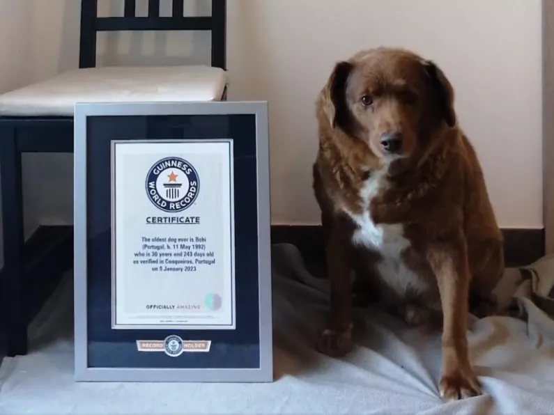 Bobi, the world's oldest dog celebrates his 31st birthday