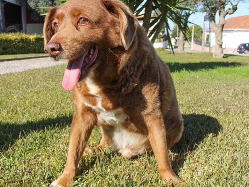 World's oldest dog, Bobi, dies after celebrating his 31st birthday