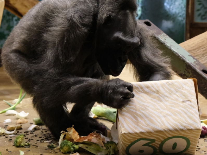 Ireland and UK's oldest gorillas put down in Belfast