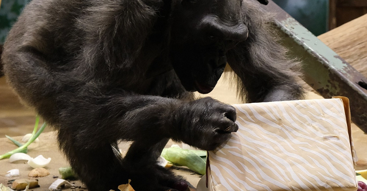 Ireland and UK's oldest gorillas put down in Belfast - Vimarsana News