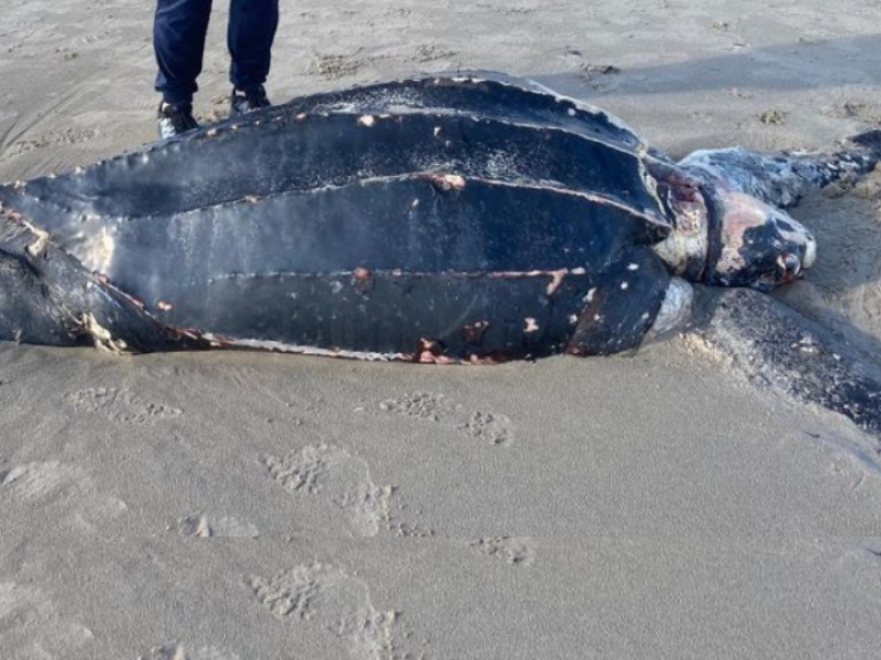 Endangered turtle washes up on Wexford beach